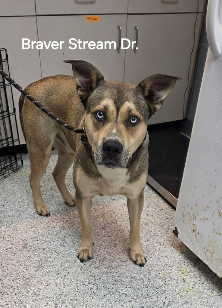 Enlarge Sully, a Adoptable mixed breed in Livingston, LA image 2/2