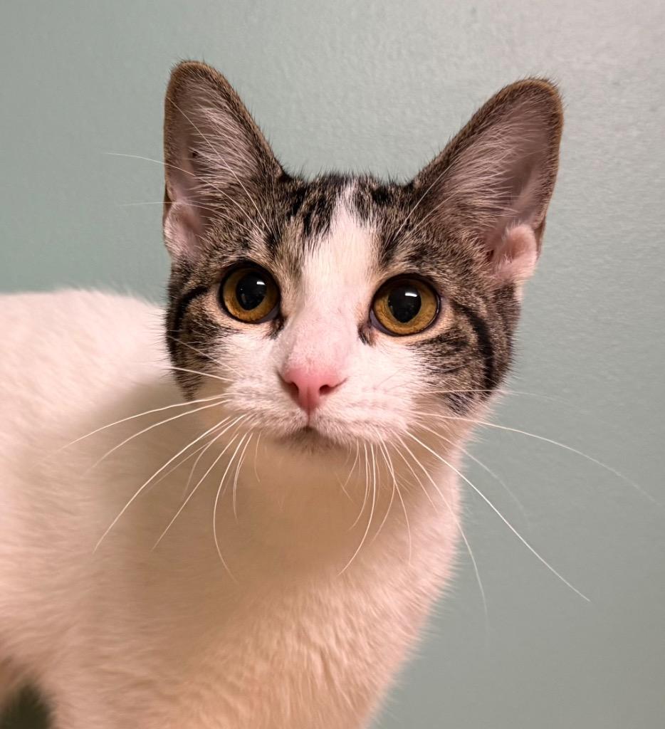 Trixie, a ADOPTABLE Domestic Short Hair in Amery, WI image 1/3