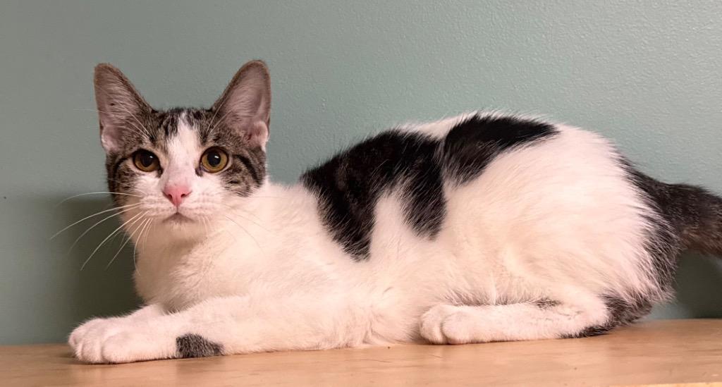 Trixie, a ADOPTABLE Domestic Short Hair in Amery, WI image 3/3