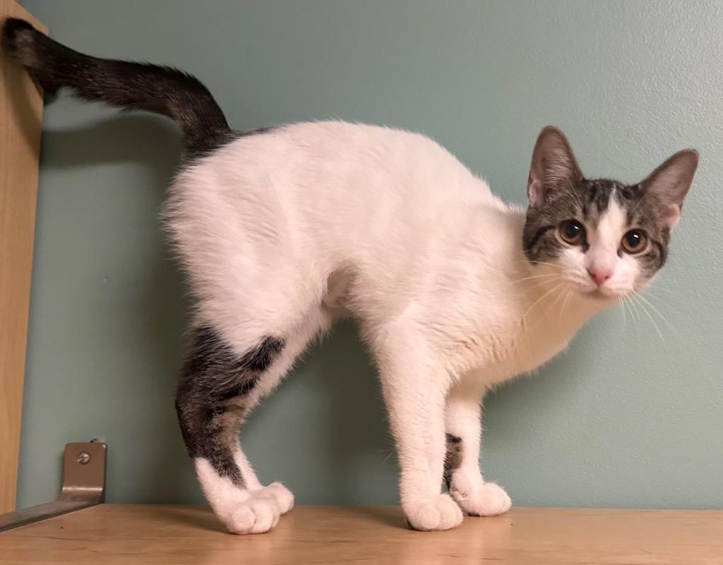 Trixie, a ADOPTABLE Domestic Short Hair in Amery, WI image 2/3