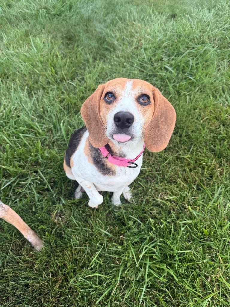 June, Adoptable, Adult Female Beagle.