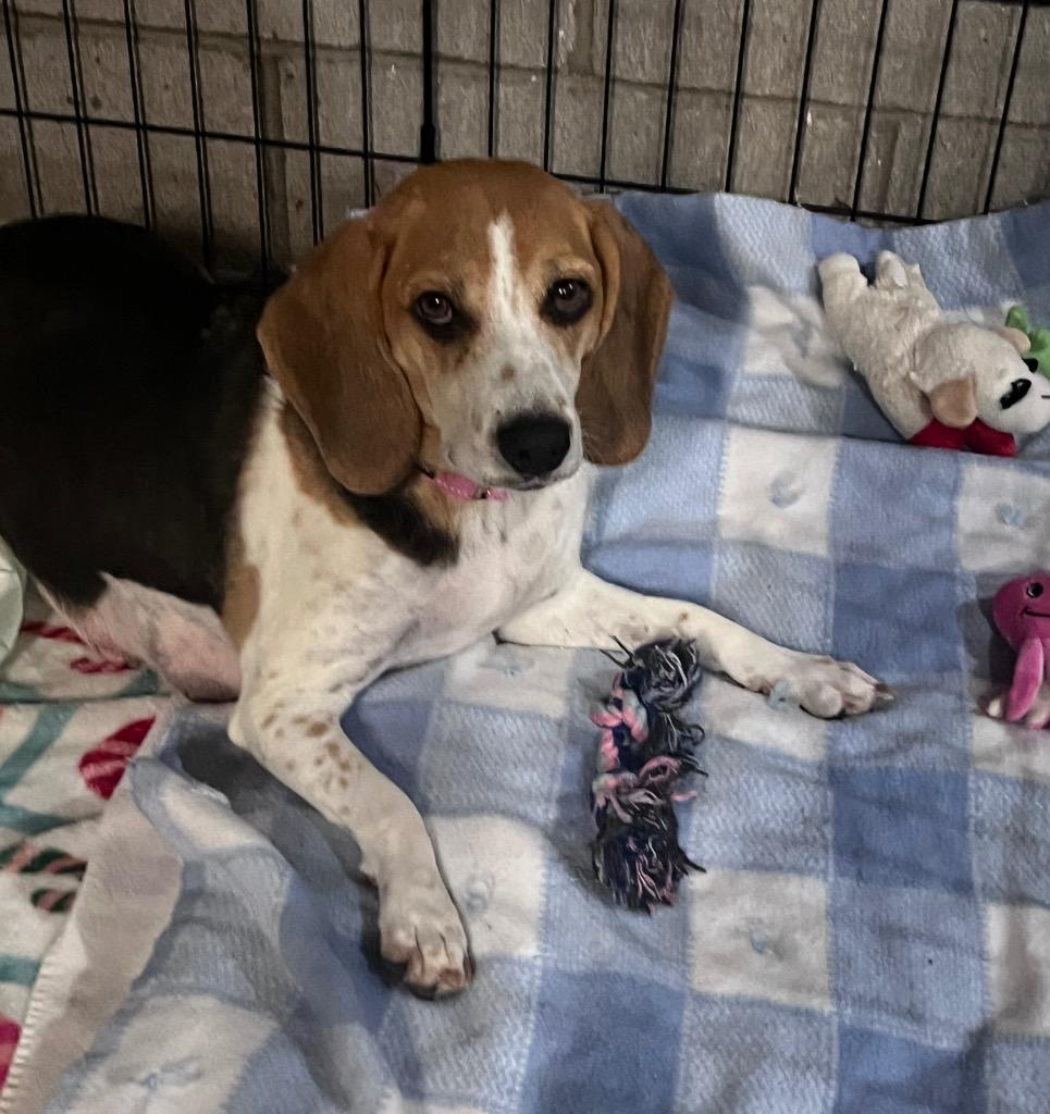 June, a Adoptable Beagle in Marion, OH image 2/4