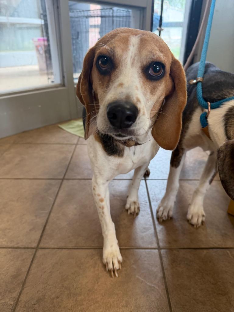 June, a Adoptable Beagle in Marion, OH image 3/4