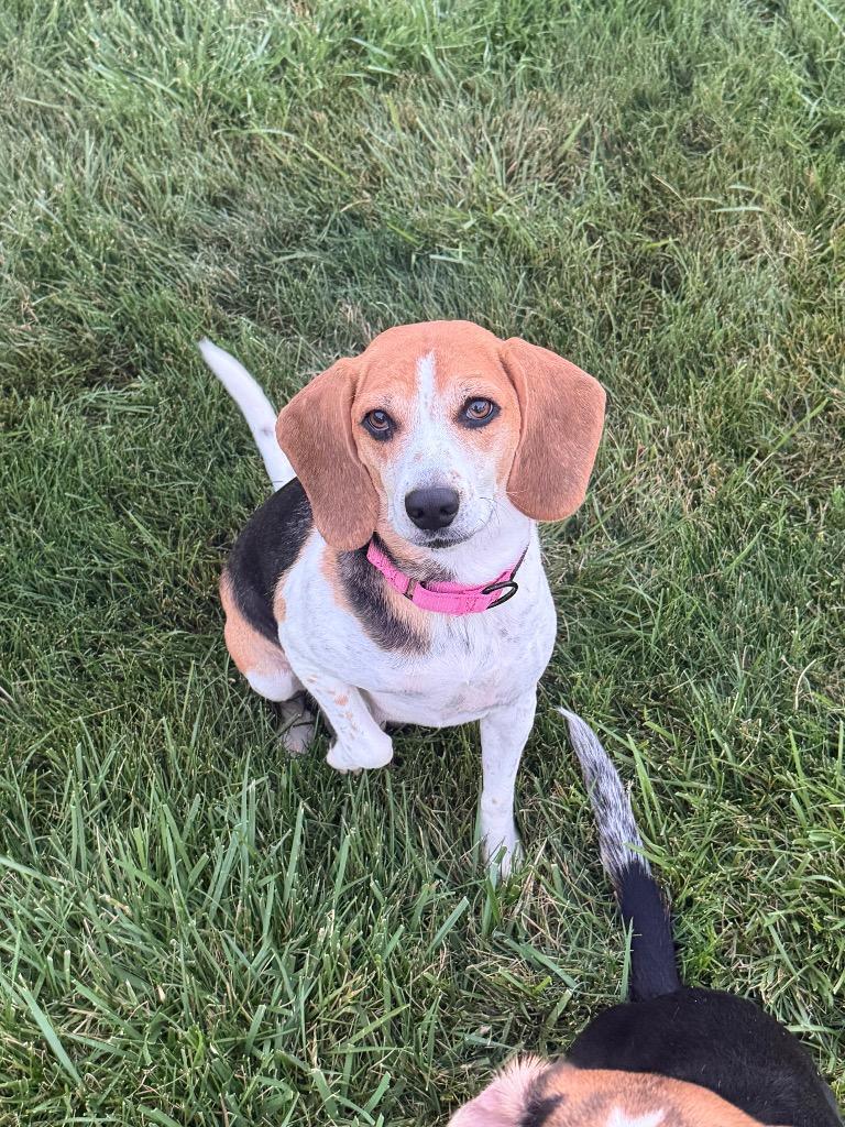 June, a Adoptable Beagle in Marion, OH image 4/4