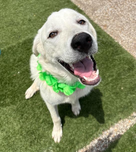 Brewer, Adopted, Young Male Labrador Retriever & Great Pyrenees.