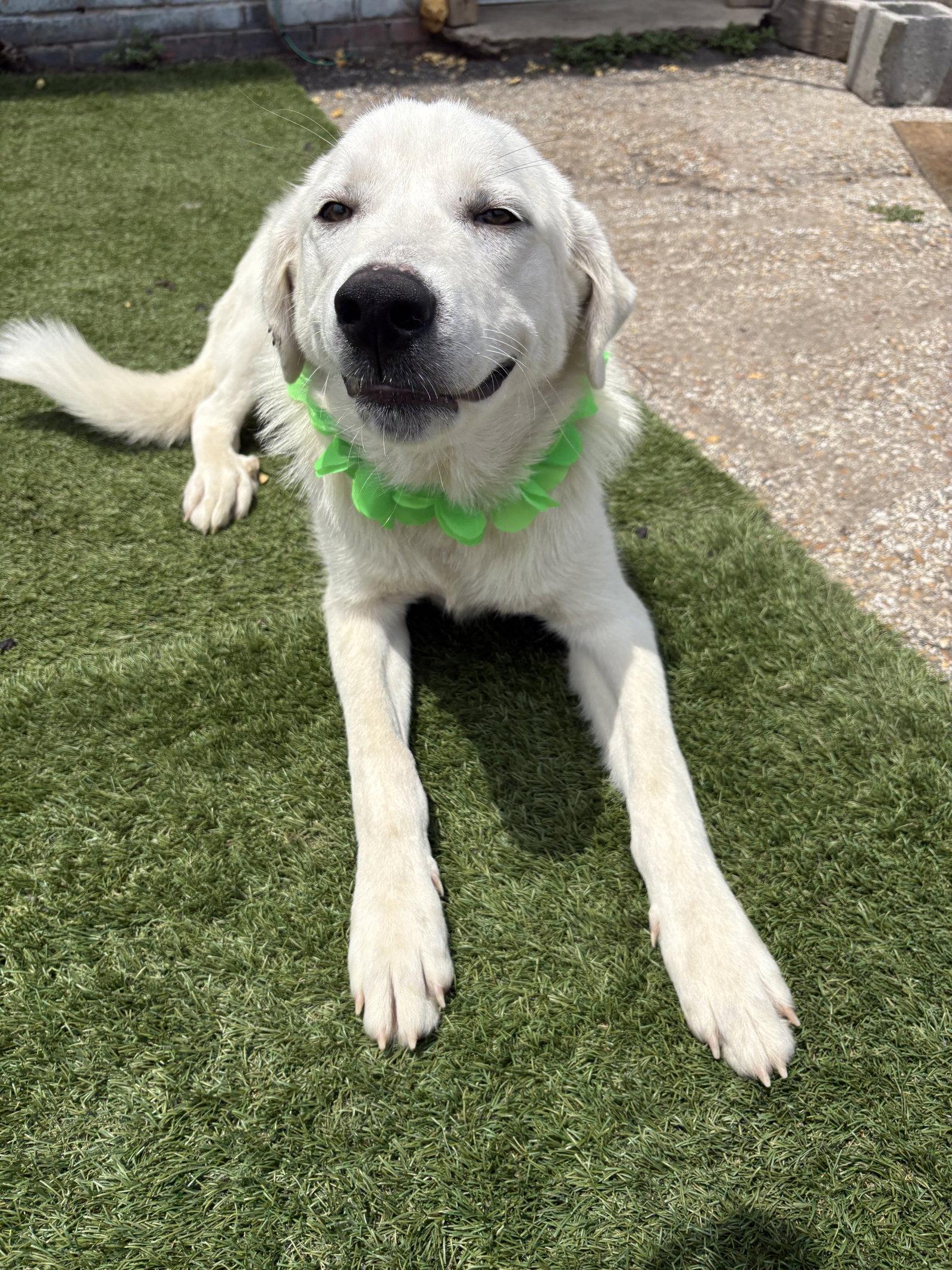 Enlarge Brewer, a Adopted mixed breed in Brooklyn Center, MN image 2/3