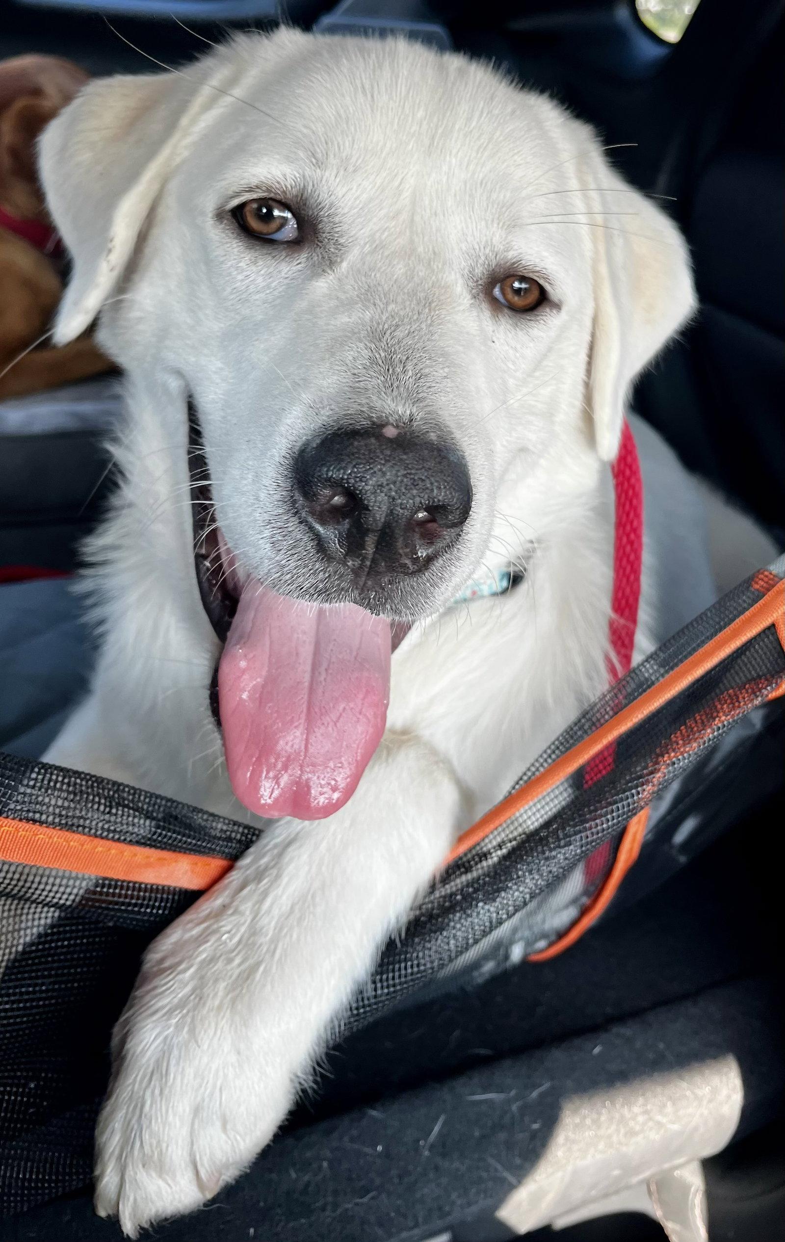Enlarge Brewer, a Adopted mixed breed in Brooklyn Center, MN image 3/3