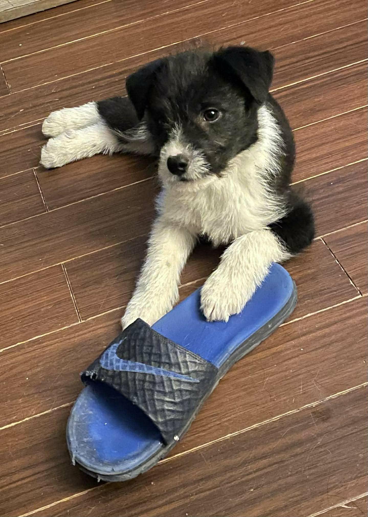 Sprocket, an adopted mixed breed in Winnipeg, MB image 1/5