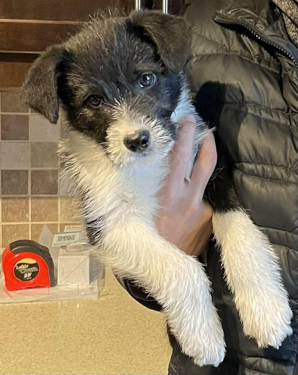 Sprocket, an adopted mixed breed in Winnipeg, MB image 2/5