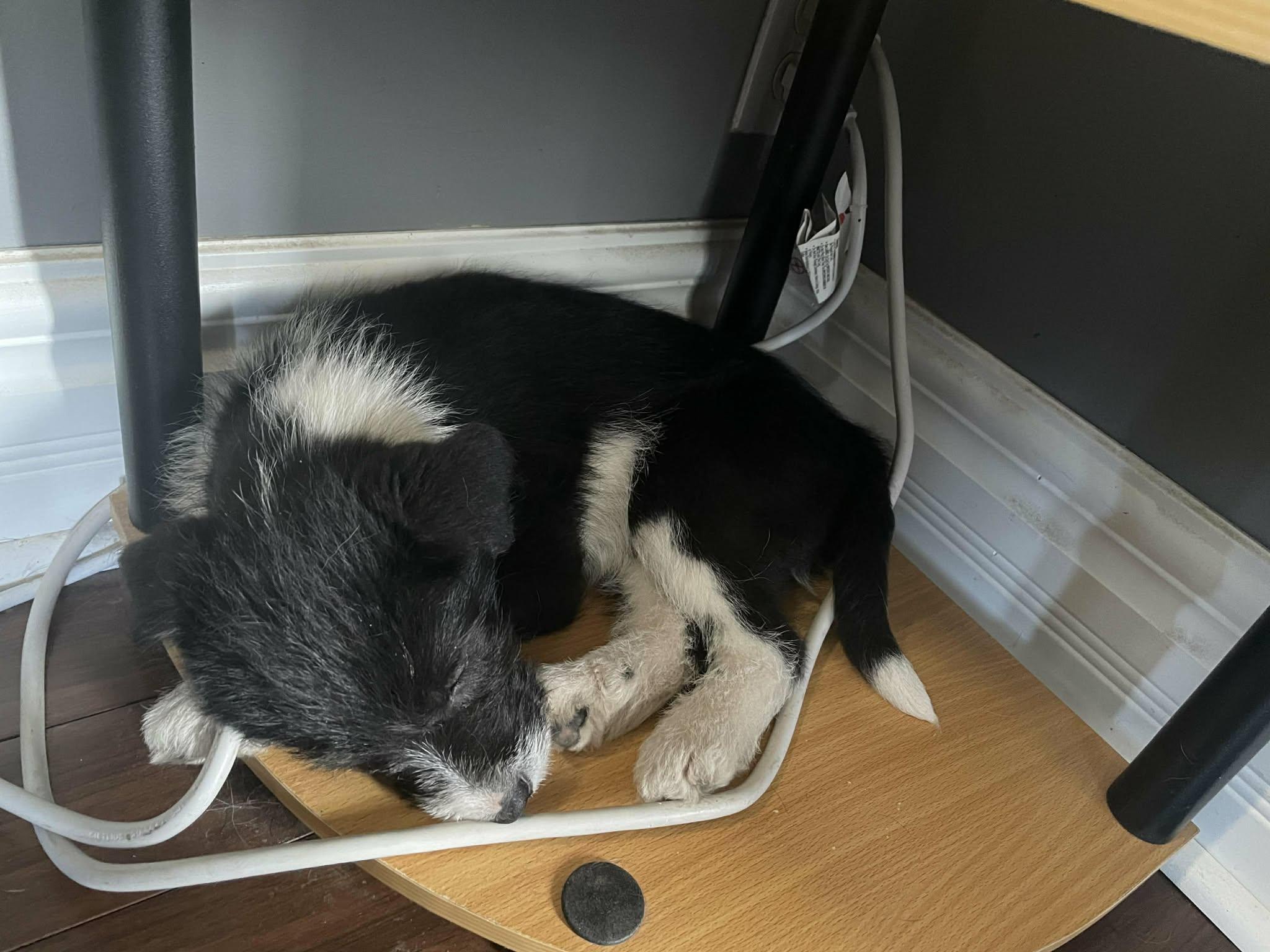 Sprocket, an adopted mixed breed in Winnipeg, MB image 3/5