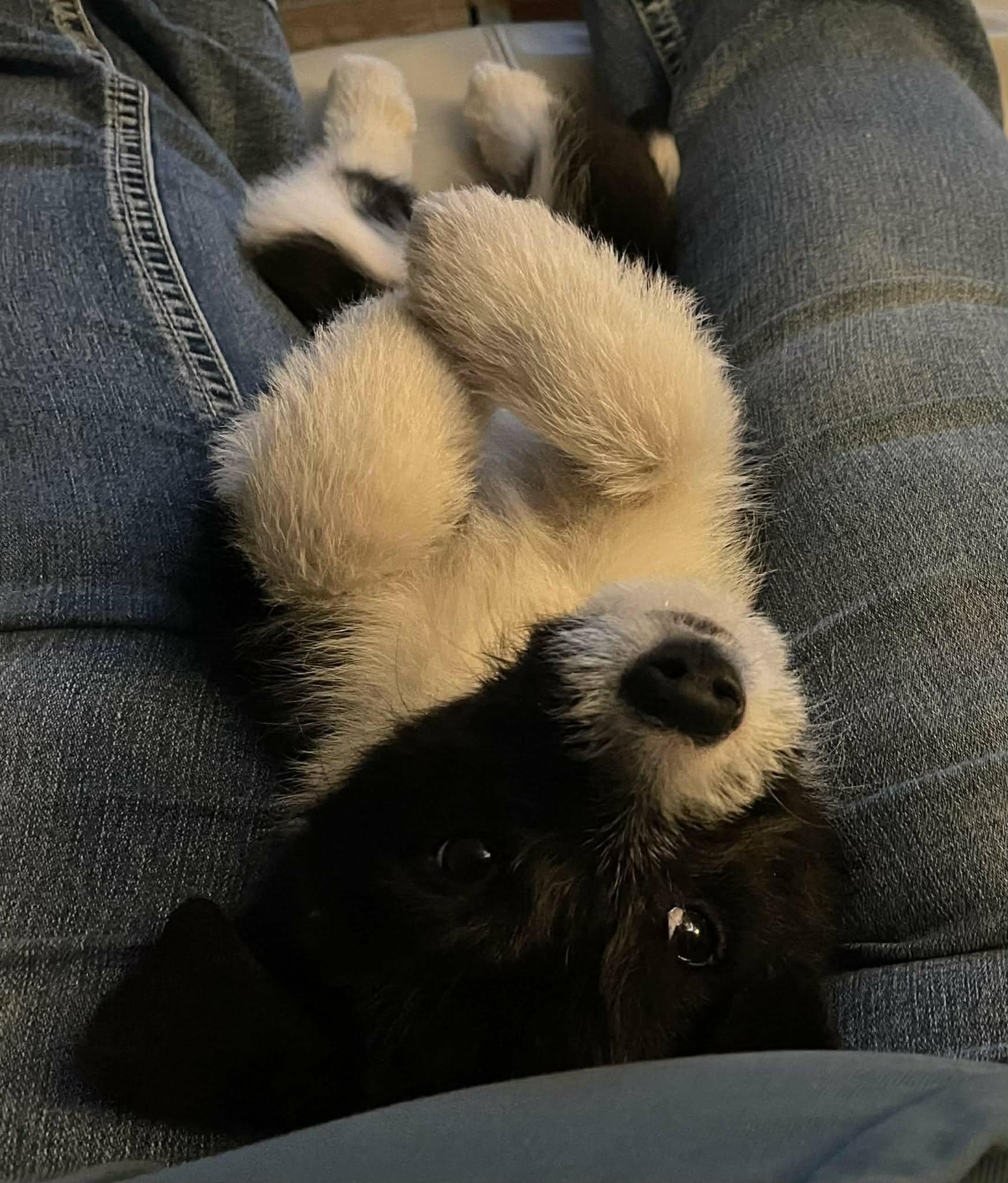 Sprocket, an adopted mixed breed in Winnipeg, MB image 4/5