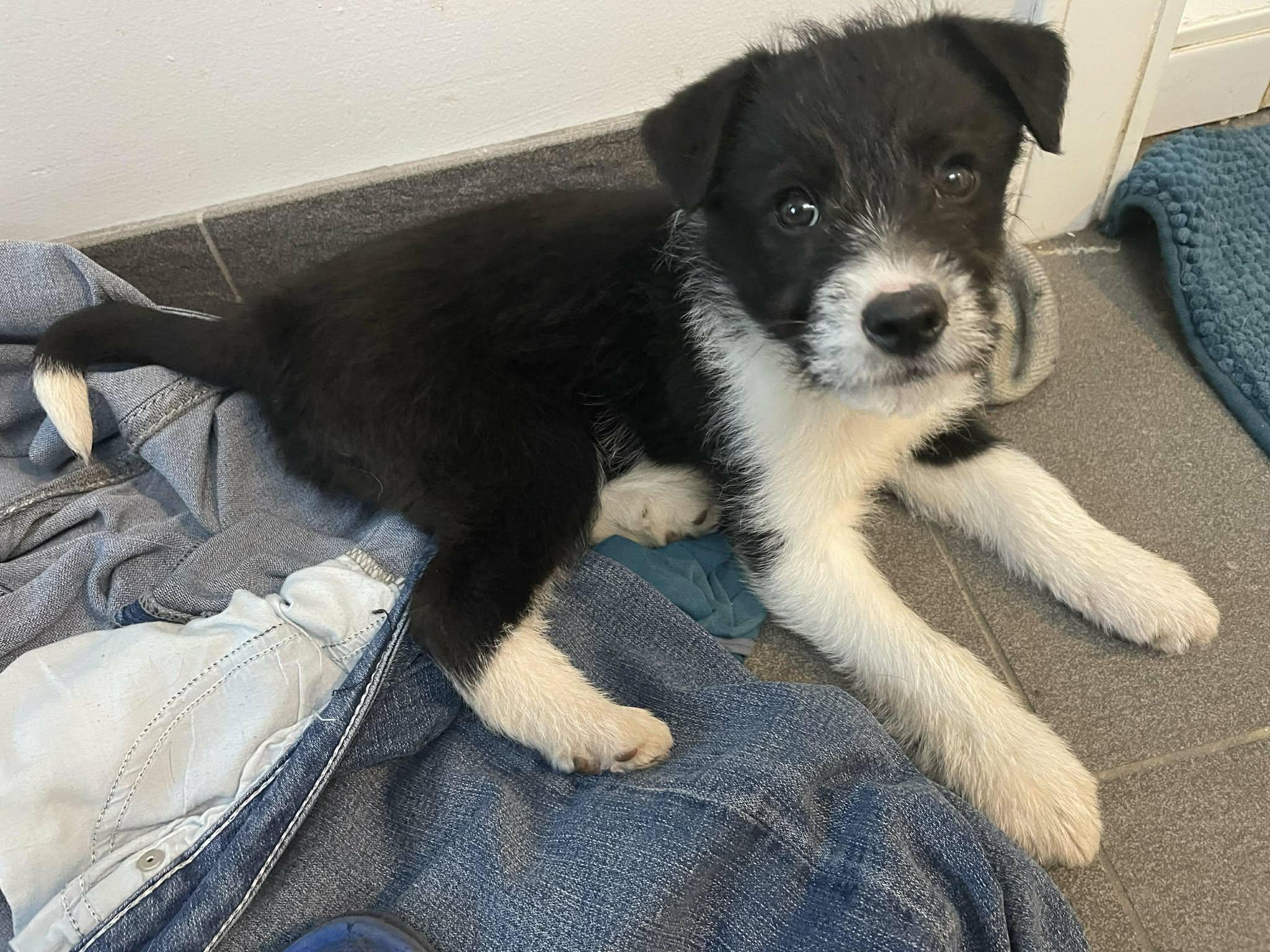 Sprocket, an adopted mixed breed in Winnipeg, MB image 5/5