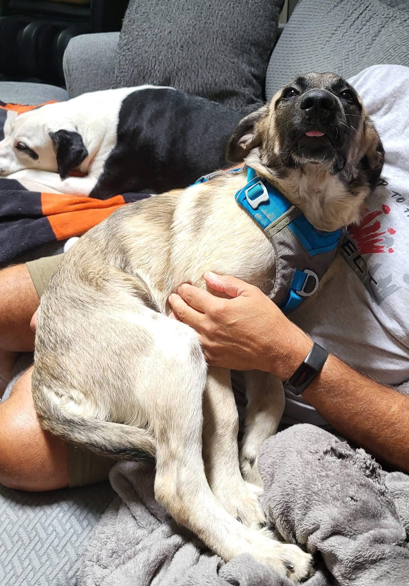 Moose Tracks, Adopted, Puppy Male Anatolian Shepherd.