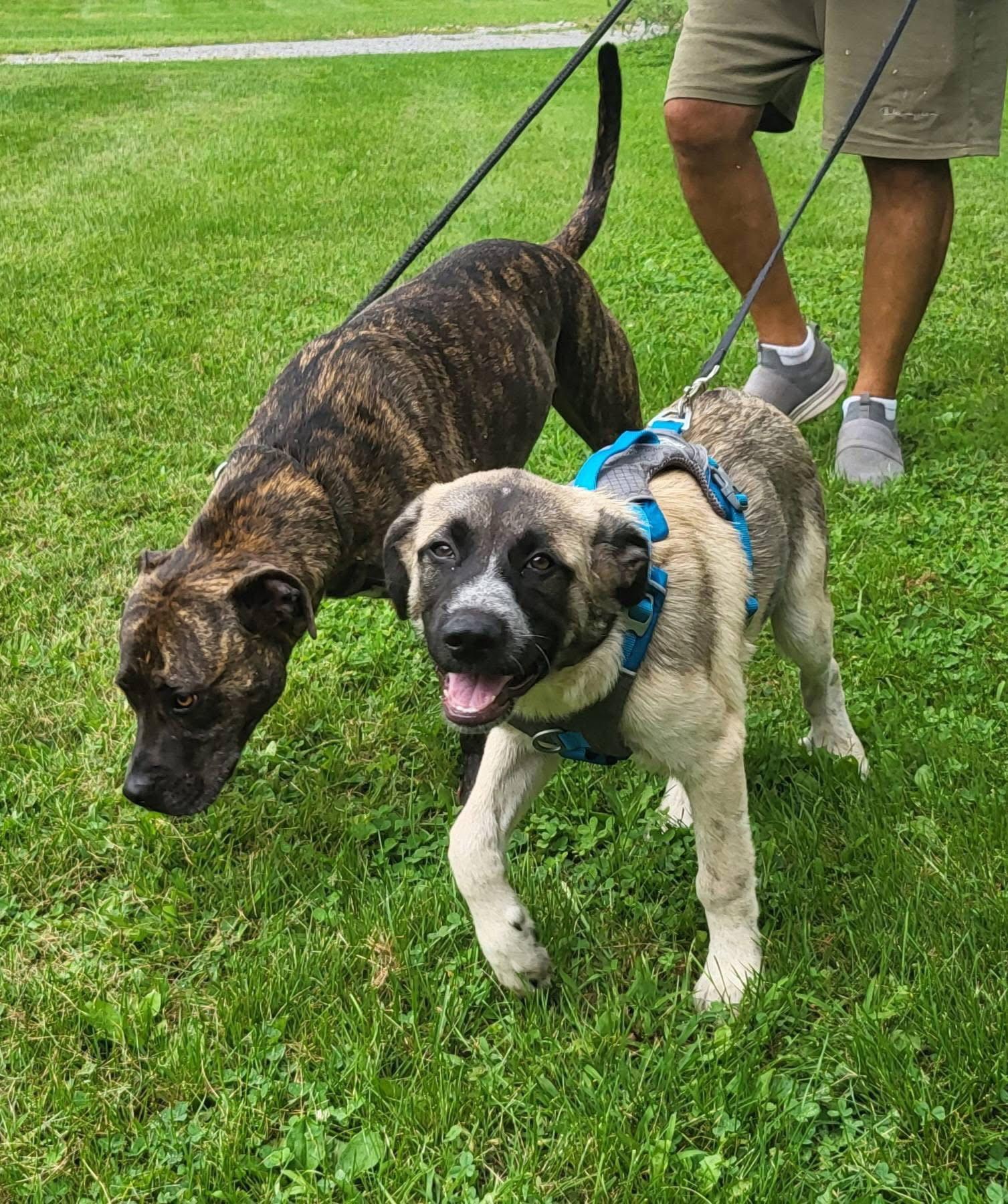Enlarge Moose Tracks, a Adopted Anatolian Shepherd in Germantown, OH image 2/3