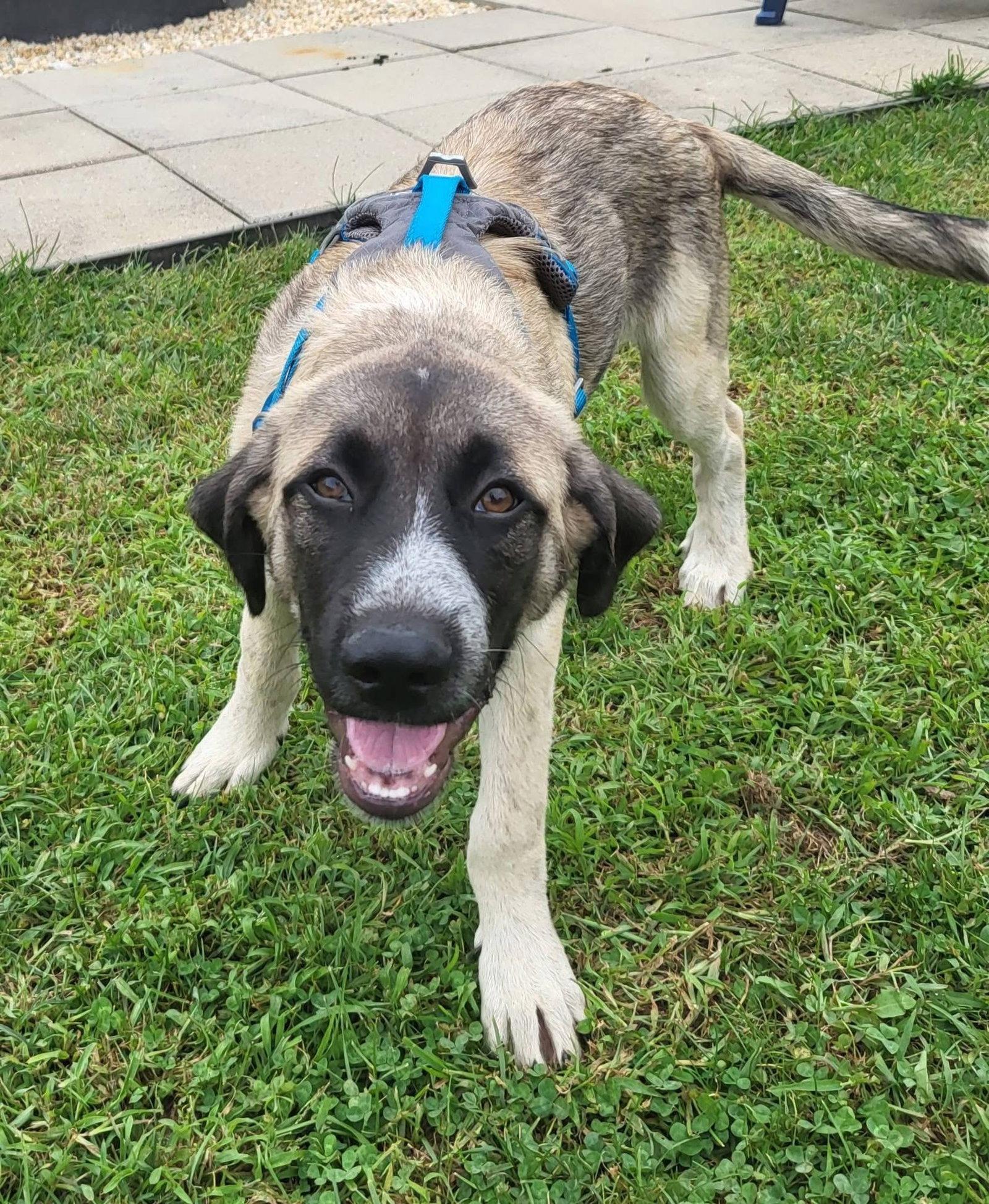 Enlarge Moose Tracks, a Adopted Anatolian Shepherd in Germantown, OH image 3/3