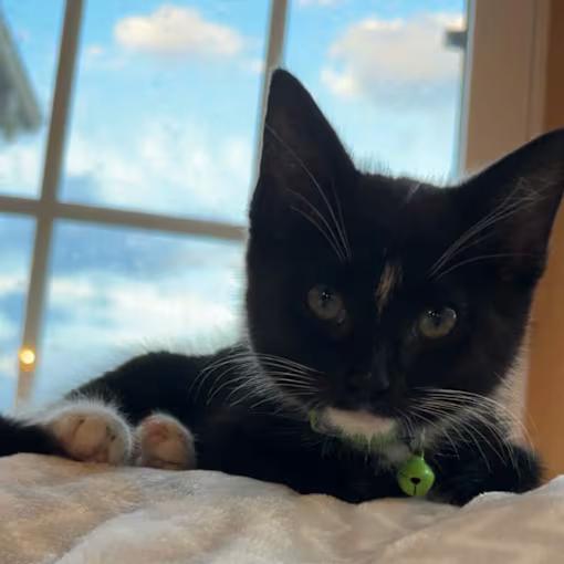 Enlarge Patches O'Houlihan, a Adopted Domestic Medium Hair in Alvaton, KY image 1/1