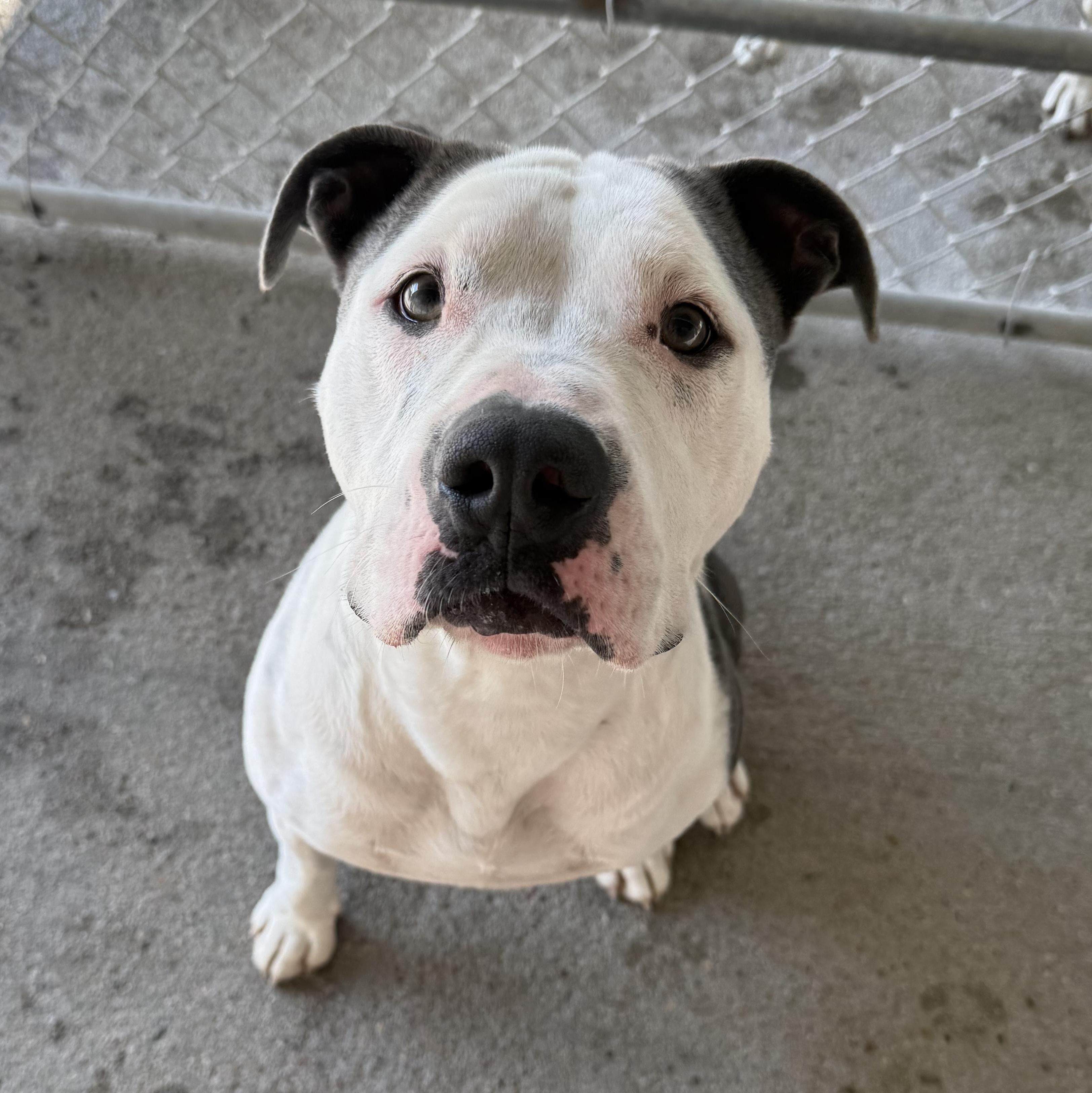 Adonnis, Adoptable, Adult Male Pit Bull Terrier.