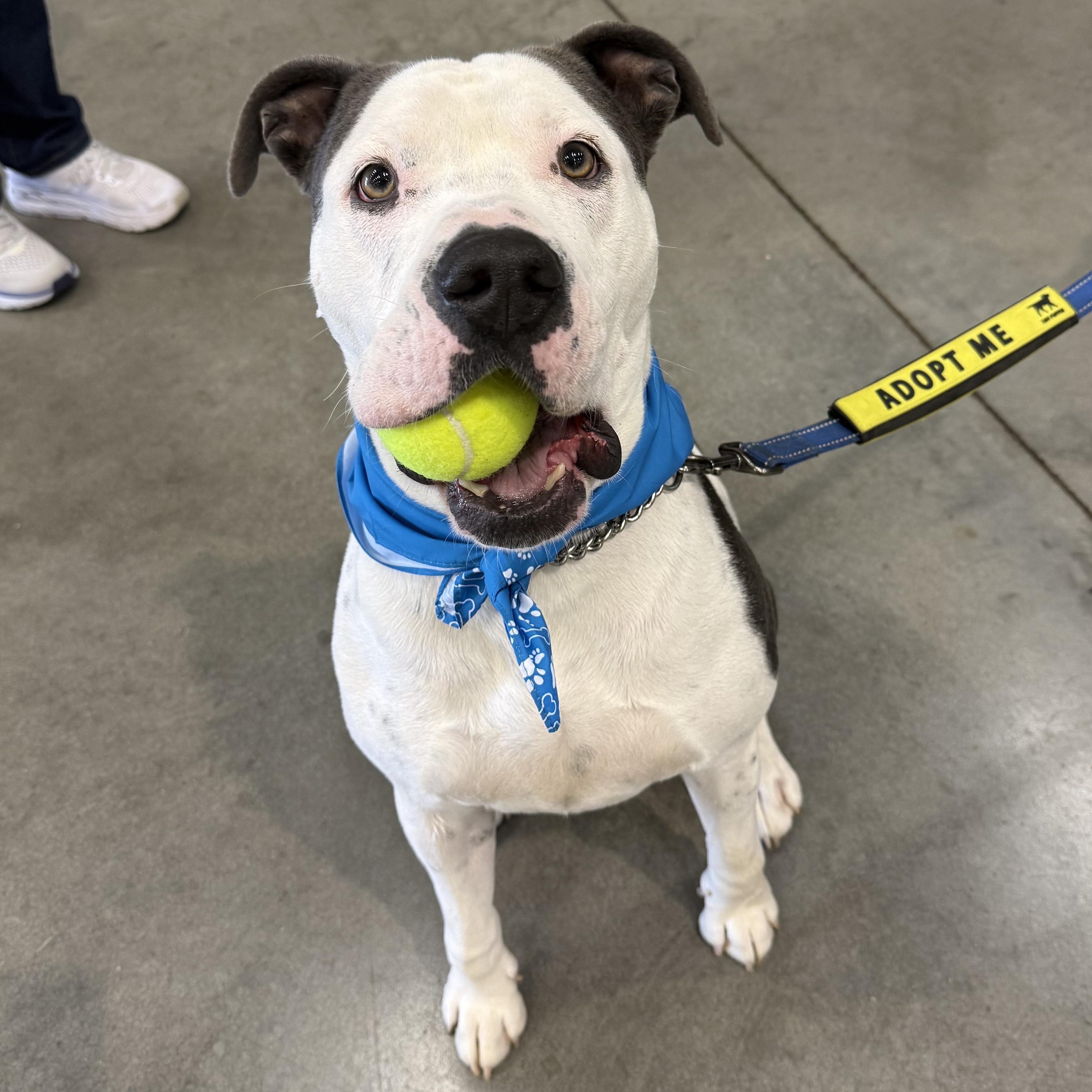 Enlarge Adonnis, a Adoptable Pit Bull Terrier in Kearney, NE image 1/4