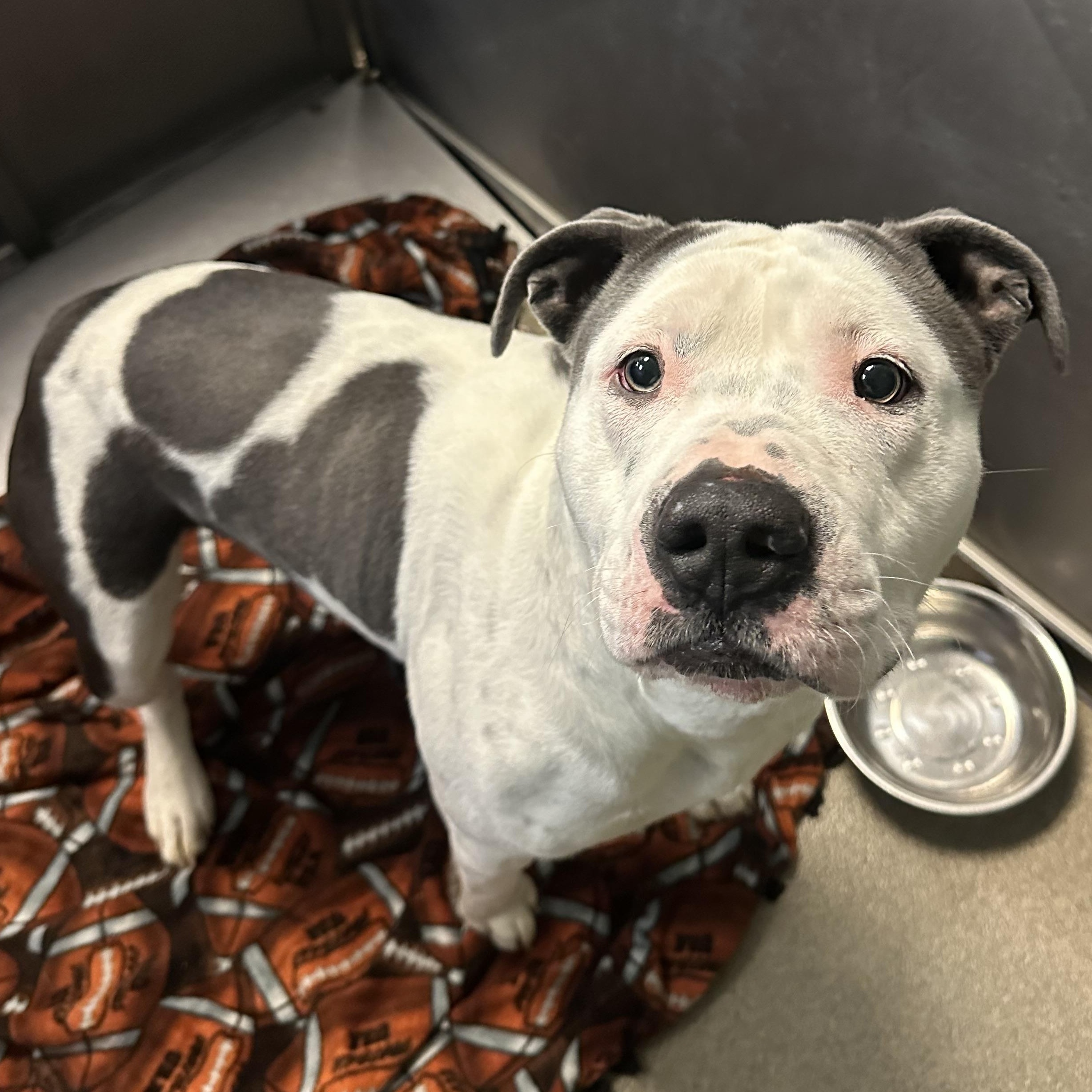 Adonnis, Adoptable, Adult Male Pit Bull Terrier.