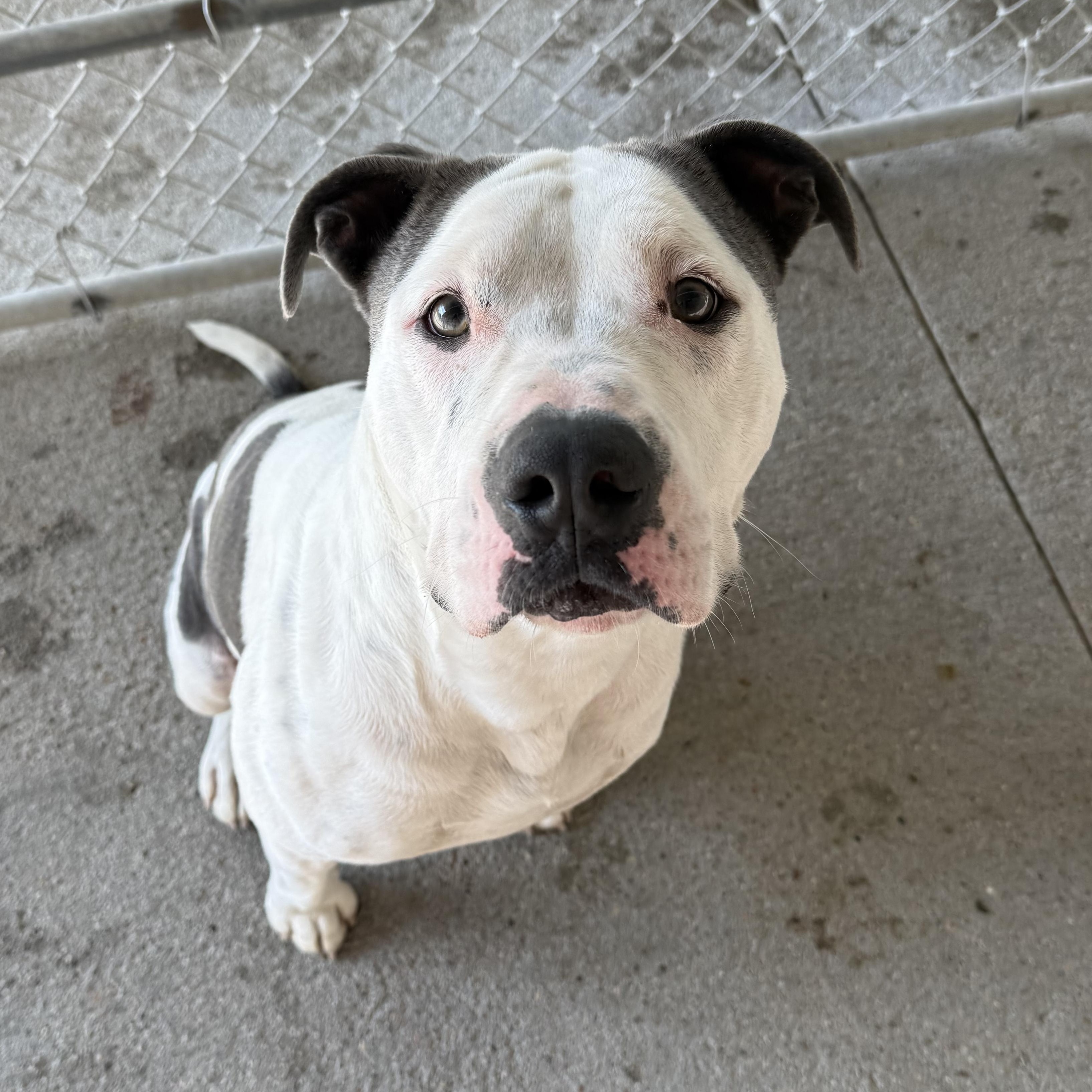 Adonnis, a Adoptable Pit Bull Terrier in Kearney, NE image 2/3