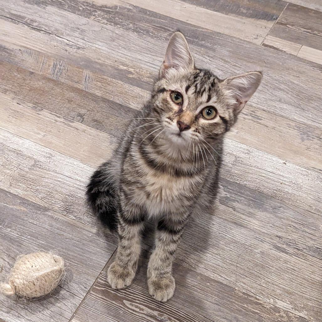 Cassie, an adoptable Domestic Short Hair in Cape Girardeau, MO image 4/4