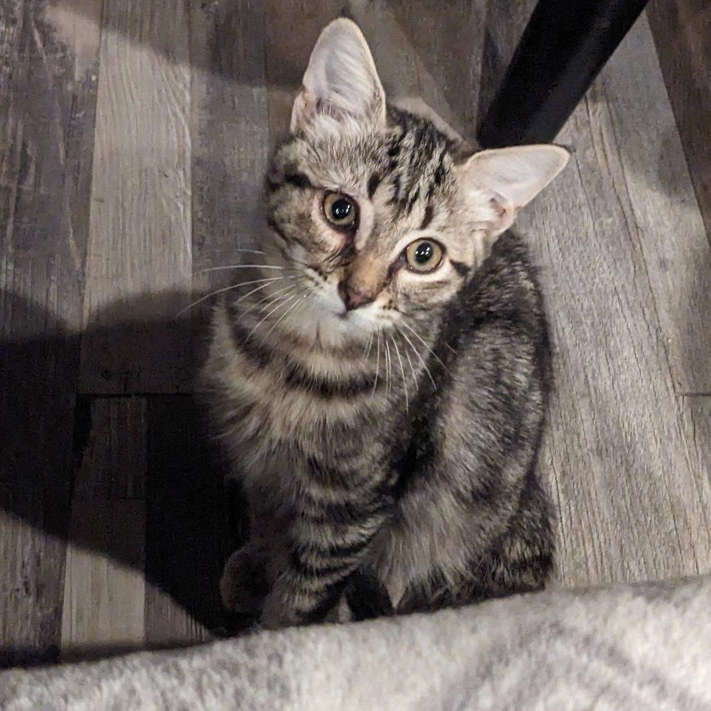 Cassie, an adoptable Domestic Short Hair in Cape Girardeau, MO image 3/4