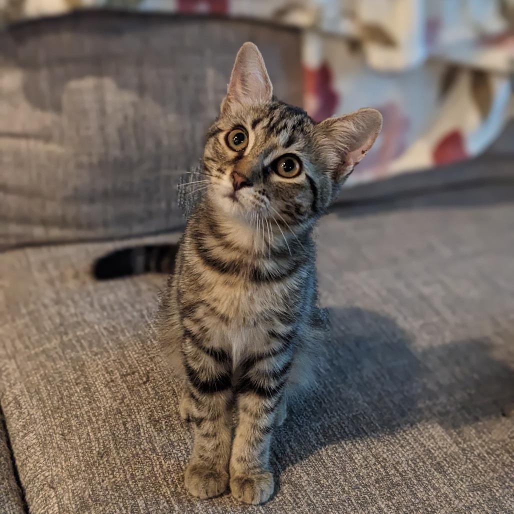 Cassie, an adoptable Domestic Short Hair in Cape Girardeau, MO image 1/4