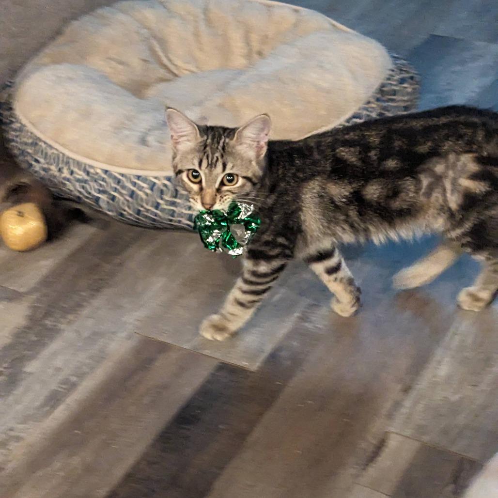 Cassie, an adoptable Domestic Short Hair in Cape Girardeau, MO image 2/4