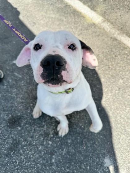 Juno, Adoptable, Adult Male Mixed Breed & Pit Bull Terrier.