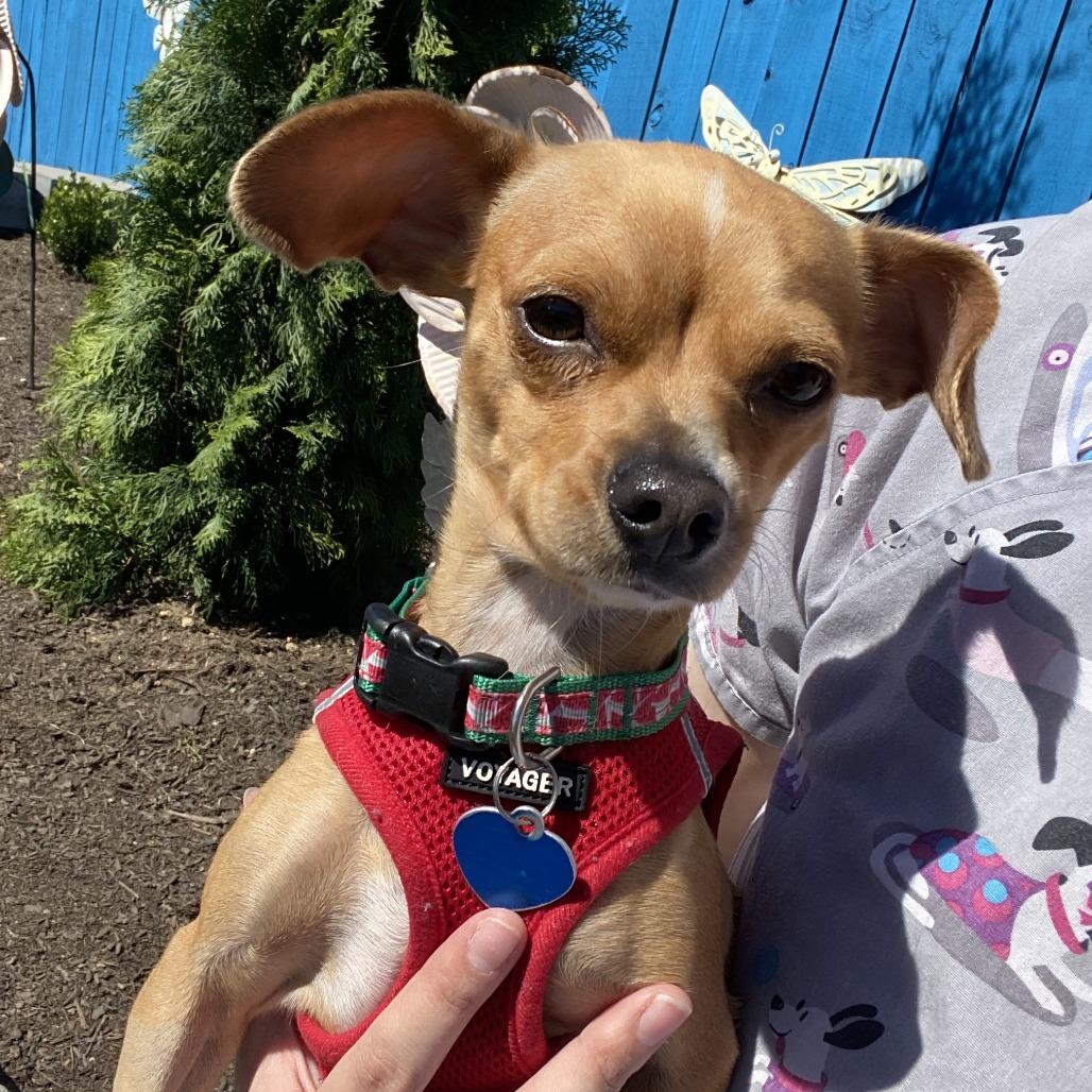 Eevee, Adoptable, Young Female Mixed Breed.