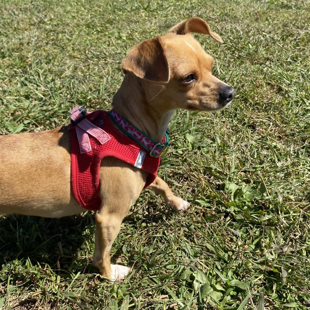 Enlarge Eevee, a Adoptable Mixed Breed in Fletcher, NC image 2/5