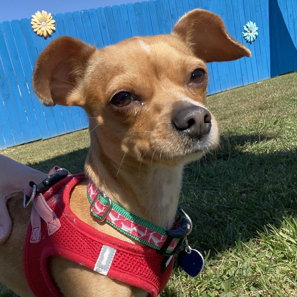 Enlarge Eevee, a Adoptable Mixed Breed in Fletcher, NC image 3/5