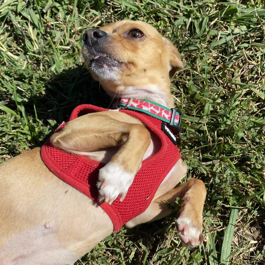Enlarge Eevee, a Adoptable Mixed Breed in Fletcher, NC image 4/5