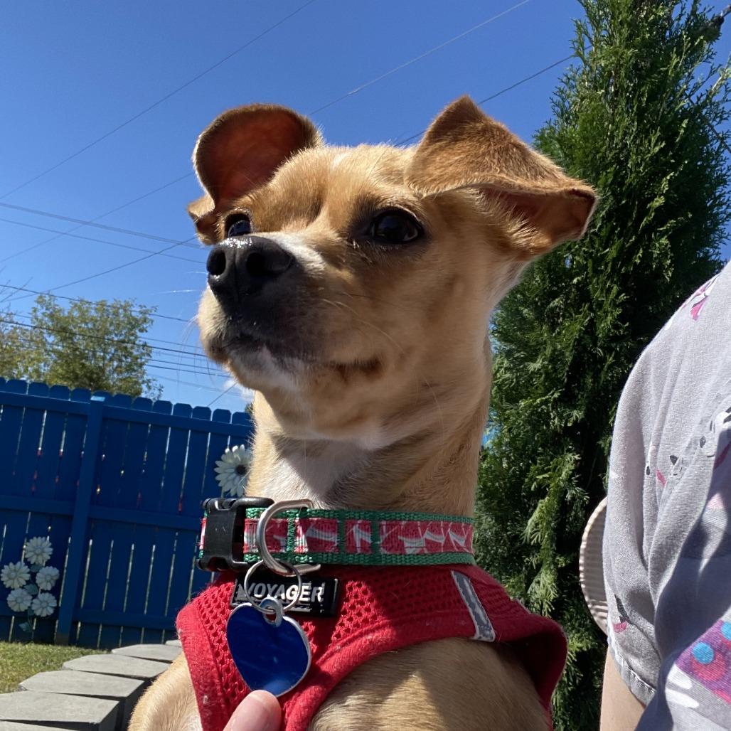 Enlarge Eevee, a Adoptable Mixed Breed in Fletcher, NC image 5/5