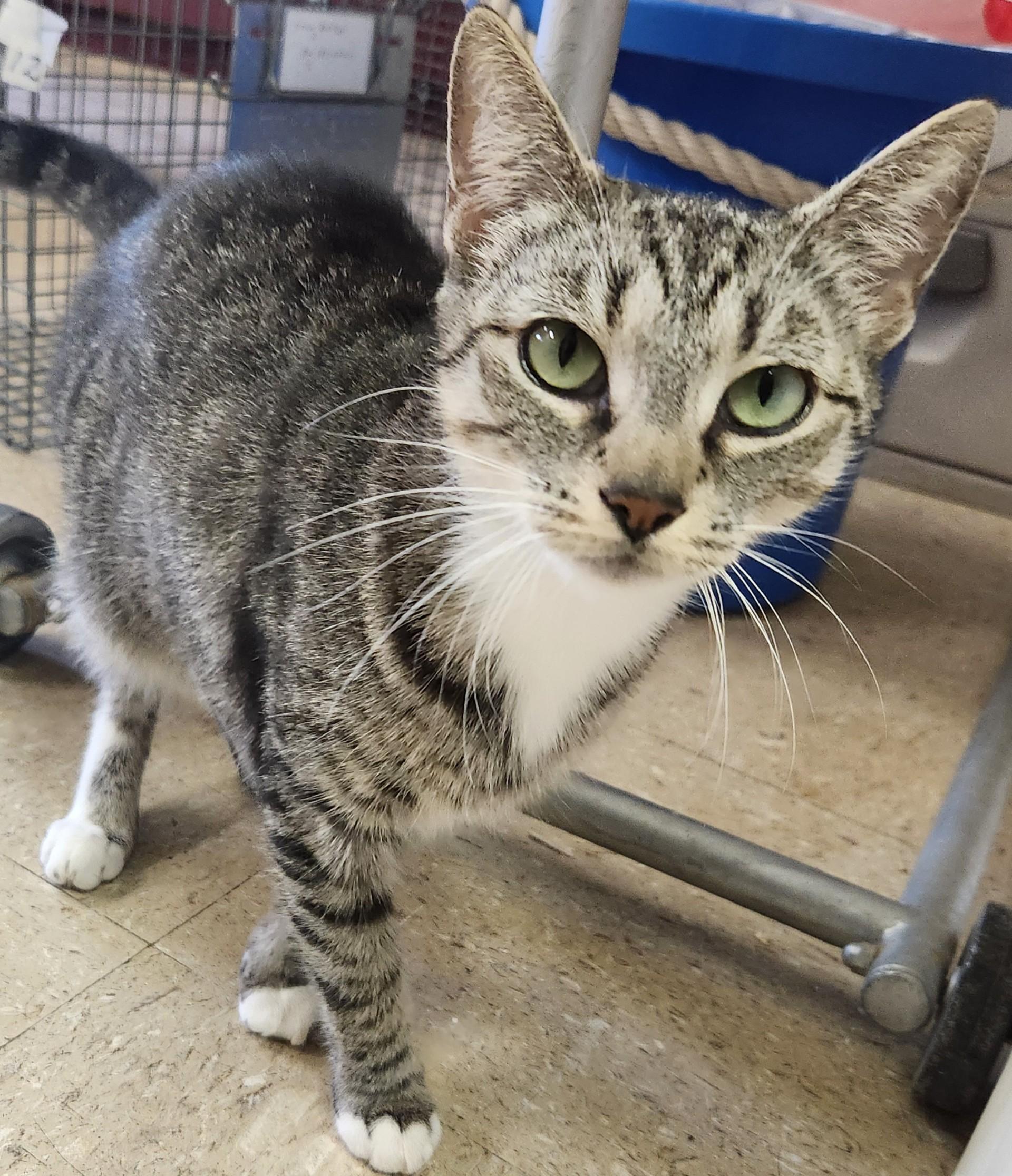 Boxing Gloves, Young Female Domestic Short Hair
