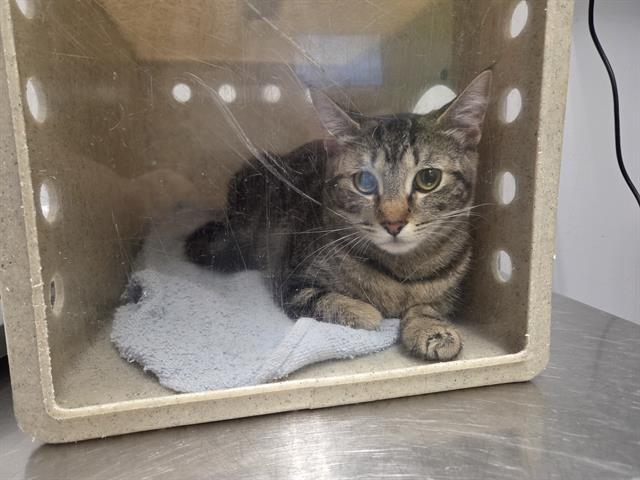 LILI, Adoptable, Young Female Domestic Short Hair.