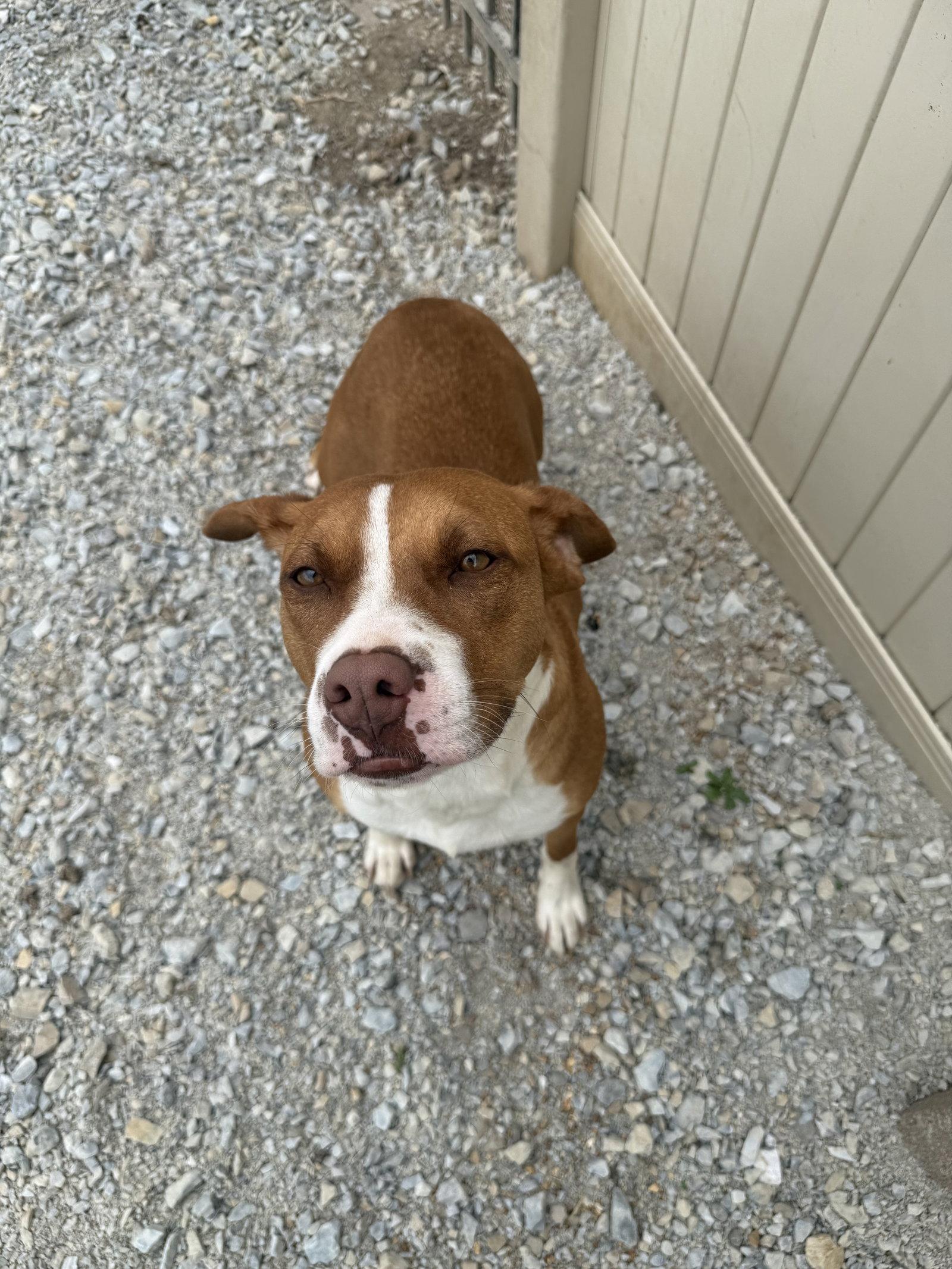 Tawny, Adoptable, Young Female Pit Bull Terrier.