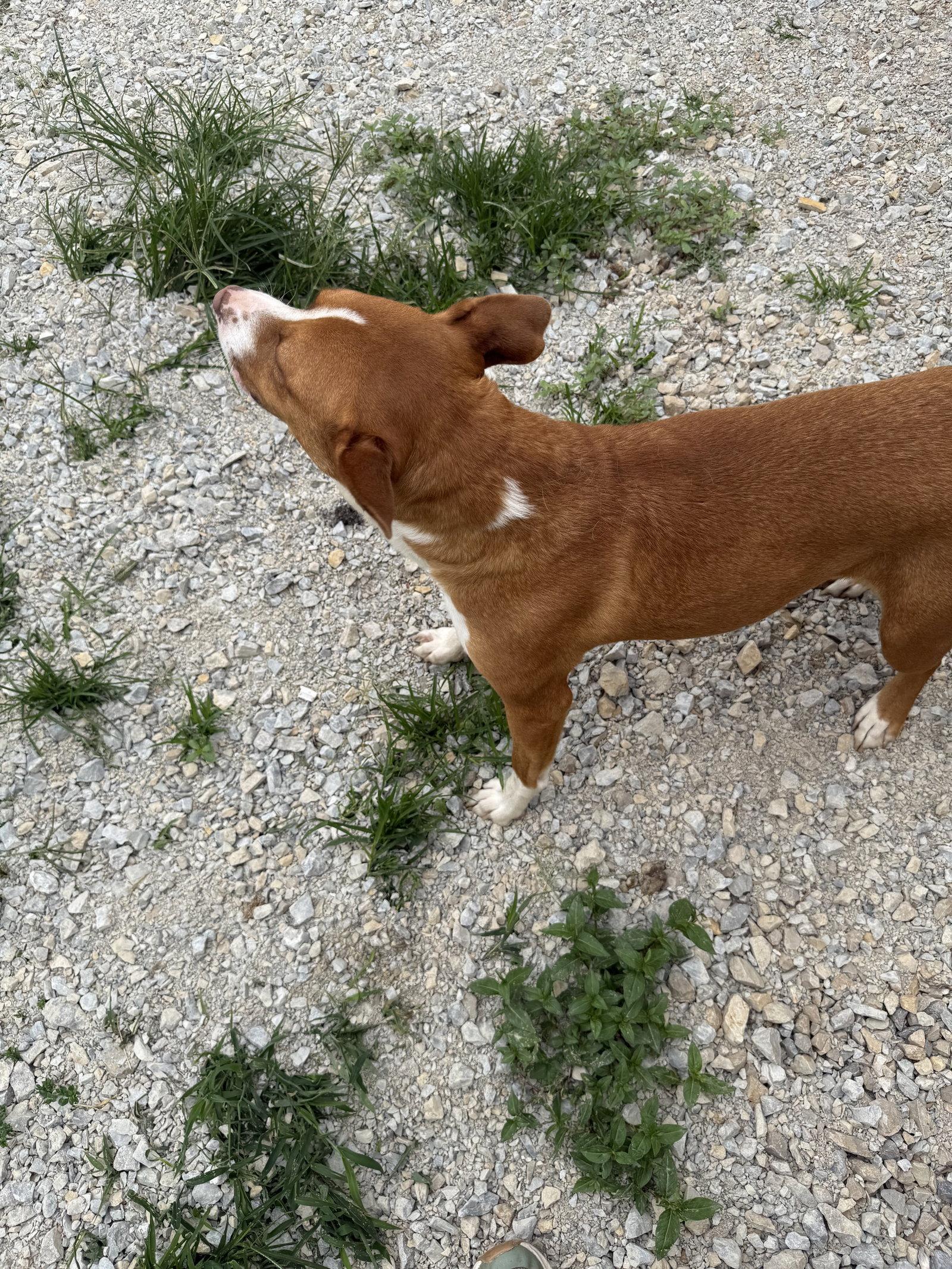 Tawny, a Adoptable Pit Bull Terrier in Corning, AR image 2/3
