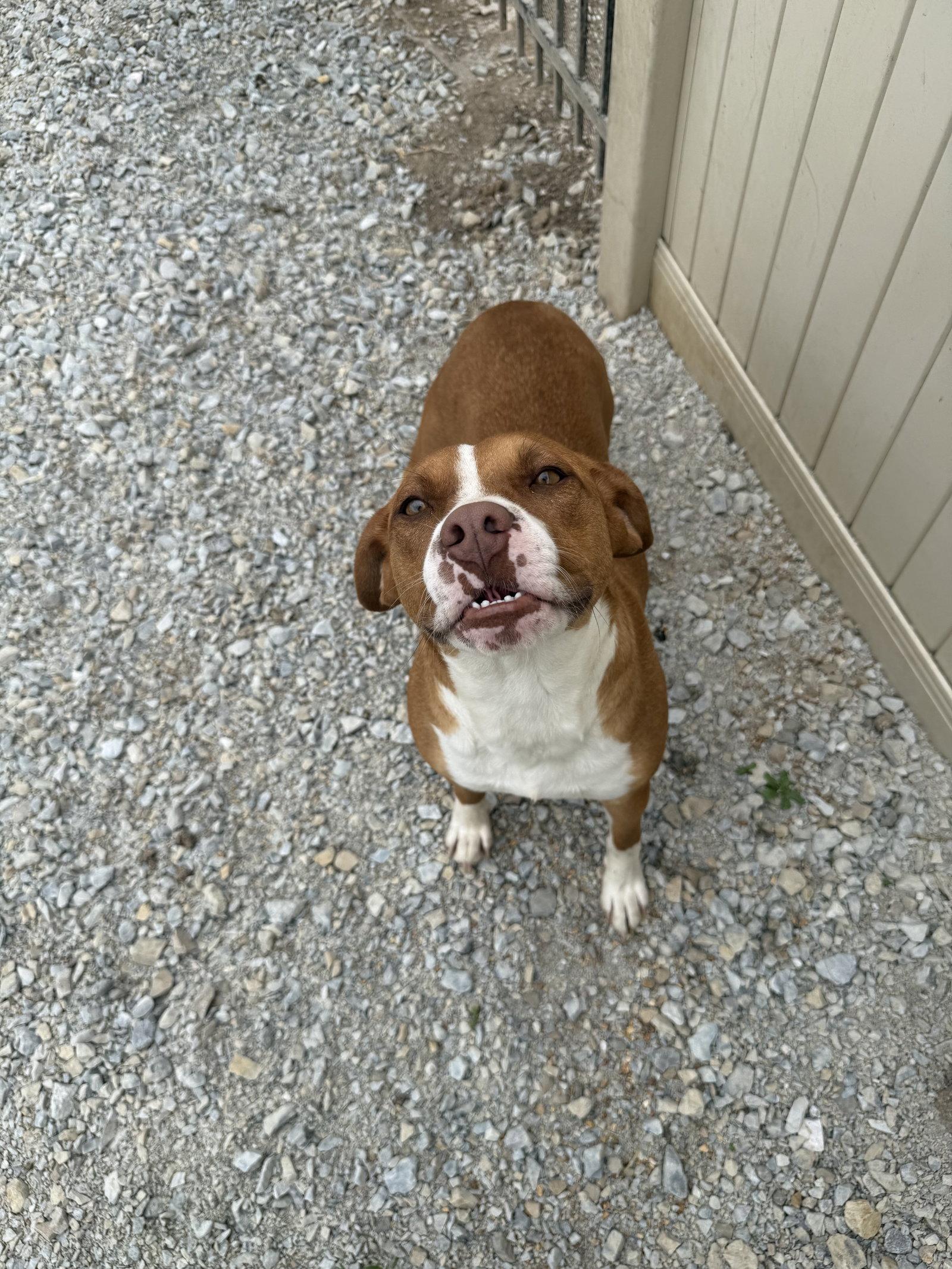 Tawny, a Adoptable Pit Bull Terrier in Corning, AR image 3/3