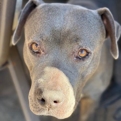 Enlarge Alika, a Adoptable American Staffordshire Terrier in Dallas, TX image 1/6