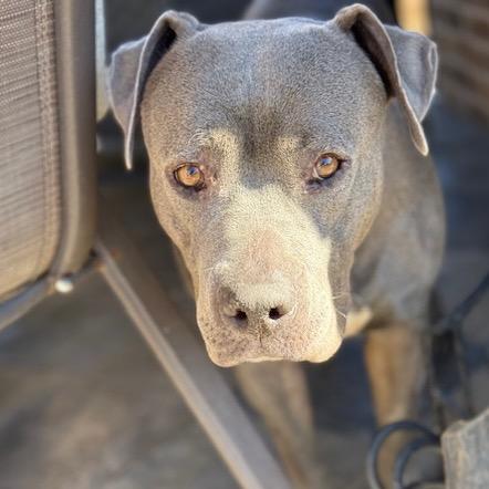 Enlarge Alika, a Adoptable American Staffordshire Terrier in Dallas, TX image 2/6