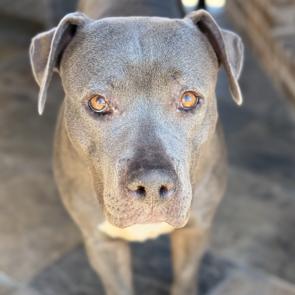 Enlarge Alika, a Adoptable American Staffordshire Terrier in Dallas, TX image 3/6