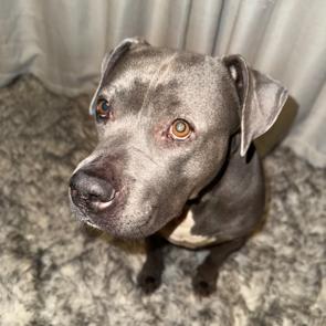 Enlarge Alika, a Adoptable American Staffordshire Terrier in Dallas, TX image 4/6