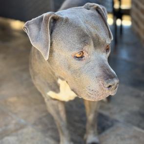 Enlarge Alika, a Adoptable American Staffordshire Terrier in Dallas, TX image 5/6