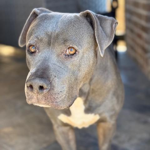 Enlarge Alika, a Adoptable American Staffordshire Terrier in Dallas, TX image 6/6