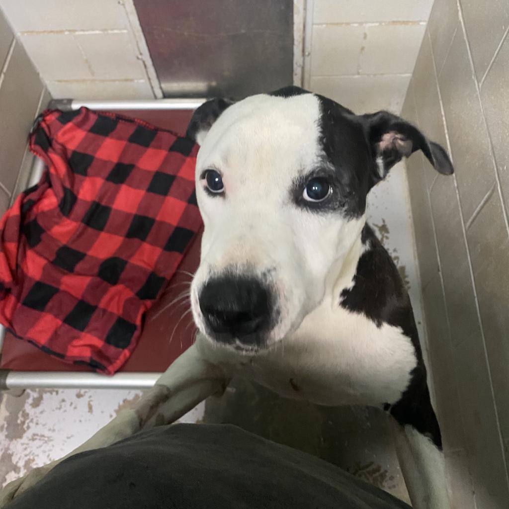 Cowboy, Adoptable, Adult Male Mixed Breed.