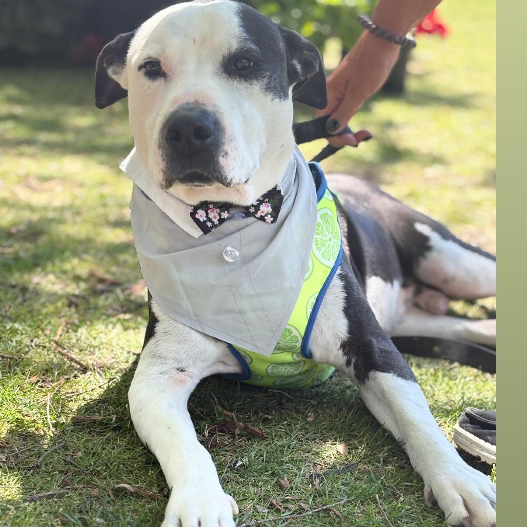 Enlarge Cowboy, a Adoptable Mixed Breed in Hamilton, GA image 2/6