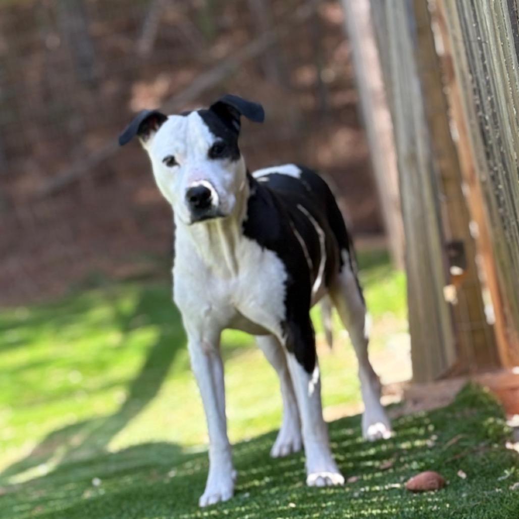 Enlarge Cowboy, a Adoptable Mixed Breed in Hamilton, GA image 5/6