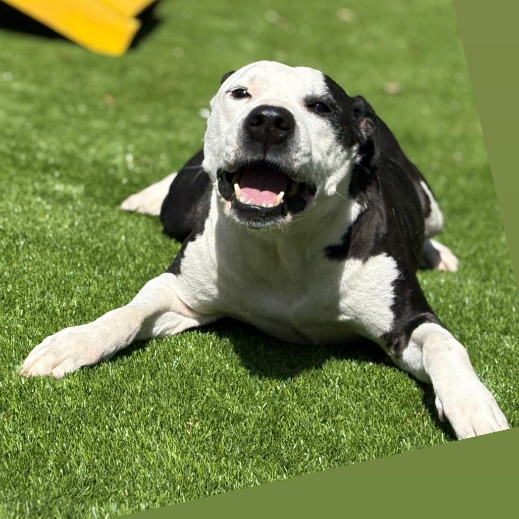 Enlarge Cowboy, a Adoptable Mixed Breed in Hamilton, GA image 6/6