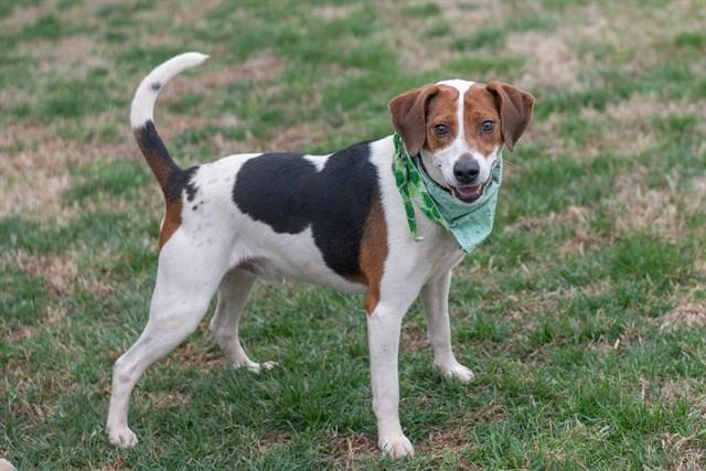 RAIDER, Adoptable, Adult Male Beagle.
